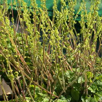 Mitella (Brewerimitella) breweri